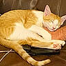 Joey joined the competition — help win amazing prizes! cat, sleeping, orange_cat, white_cat, couch, leather, human_arm, phone, charging_cable, indoor, pet, cozy, resting, paw, cute, domestic_cat, relaxed, animal, fur, nap