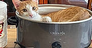Joey joined the competition — help win amazing prizes! cat, orange_cat, white_cat, crock_pot, slow_cooker, kitchen, table, furniture, domestic_animal, pet, animal, indoor, curious, relaxed, paw, face, ears, eyes, resting, container