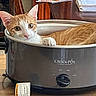 cat, orange_cat, white_cat, crock_pot, slow_cooker, kitchen, table, furniture, domestic_animal, pet, animal, indoor, curious, relaxed, paw, face, ears, eyes, resting, container
