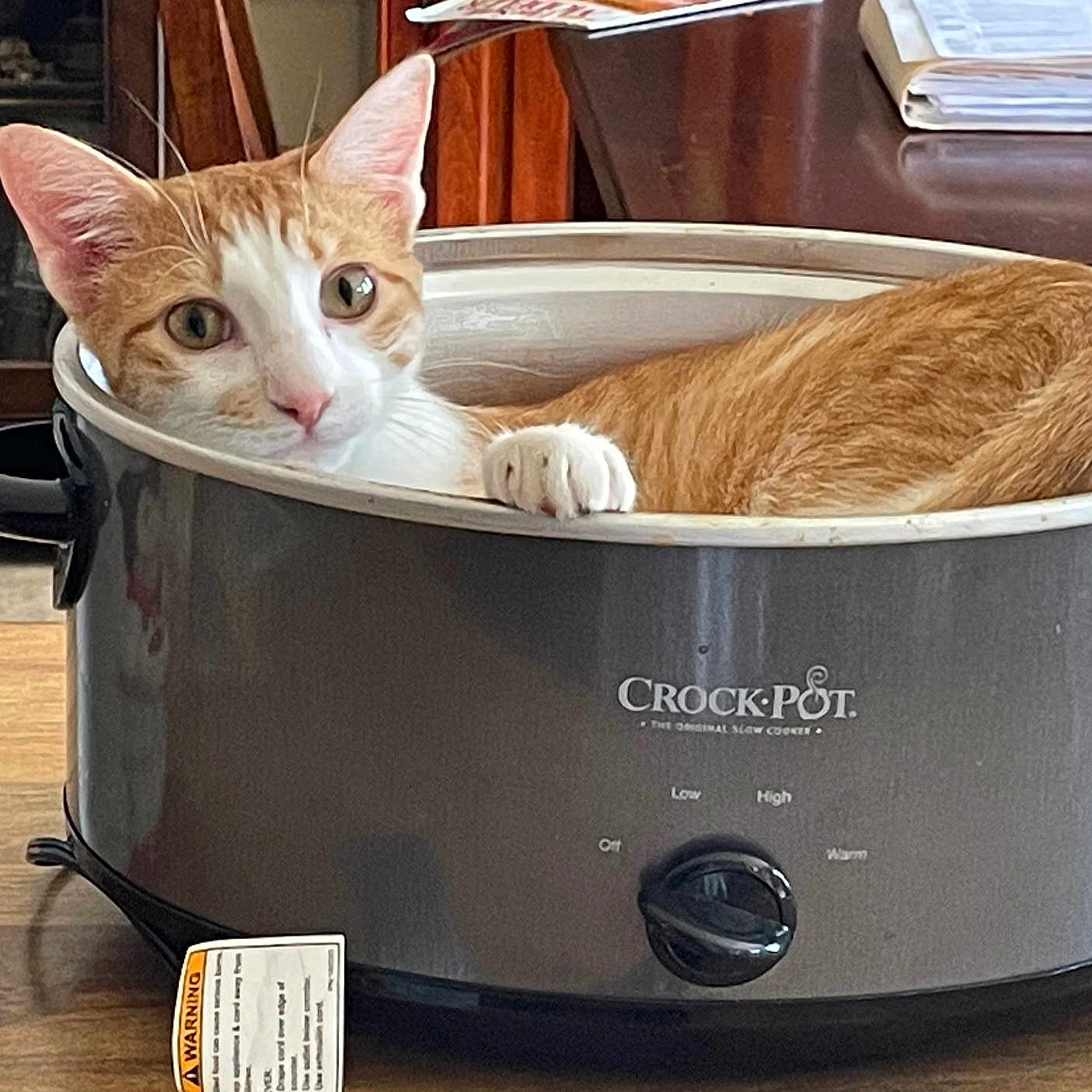 Joey joined the competition — help win amazing prizes! cat, orange_cat, white_cat, crock_pot, slow_cooker, kitchen, table, furniture, domestic_animal, pet, animal, indoor, curious, relaxed, paw, face, ears, eyes, resting, container