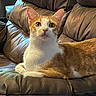 Joey is registered to the contest to win money with this photo: cat, orange_cat, white_cat, pet, animal, feline, indoor, couch, leather_couch, furniture, resting, looking, ears_up, whiskers, paw, tail, home, relaxed, domestic_cat, cute