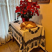 Joey is registered to the contest to win money with this photo: candles, cat, corner, cozy, curtains, decor, furniture, holiday, indoor, lace, orange_cat, plant, poinsettia, red_flowers, resting, sleeping, table, tablecloth, tile_floor, warm_light