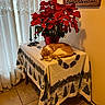 candles, cat, corner, cozy, curtains, decor, furniture, holiday, indoor, lace, orange_cat, plant, poinsettia, red_flowers, resting, sleeping, table, tablecloth, tile_floor, warm_light