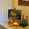 Joey is registered to the contest to win money with this photo: artwork, calm, candles, cat, cozy, curtains, decor, furniture, ginger_cat, greenery, home_interior, indoor, lace, lemons, mirror, resting_cat, still_life_painting, tablecloth, vase, wooden_frame