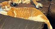 Joey joined the competition — help win amazing prizes! animal, brown_dog, cat, companion, cozy, cute, dog, fur, furniture, home, indoor, leather_couch, living_room, orange_tabby_cat, paw, pet, relaxed, resting, sleepy, tail