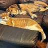 animal, brown_dog, cat, companion, cozy, cute, dog, fur, furniture, home, indoor, leather_couch, living_room, orange_tabby_cat, paw, pet, relaxed, resting, sleepy, tail