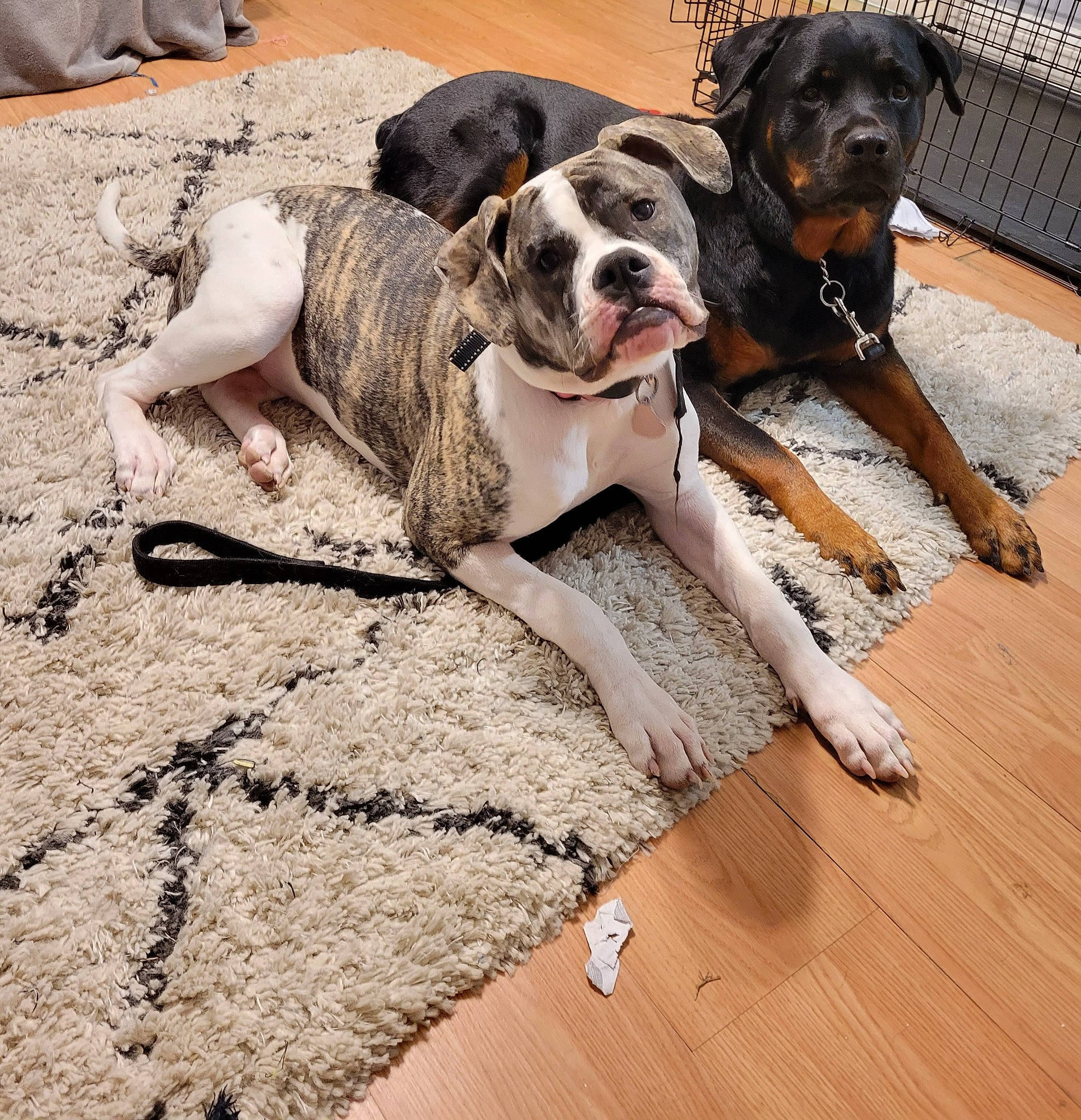 Daisy joined the competition — help win amazing prizes! canidae, carnivore, collar, companion_dog, dog, dog_breed, dog_collar, dog_supply, fawn, fence, flooring, hardwood, leash, paw, pet_supply, snout, sporting_group, wood, wood_flooring, working_animal