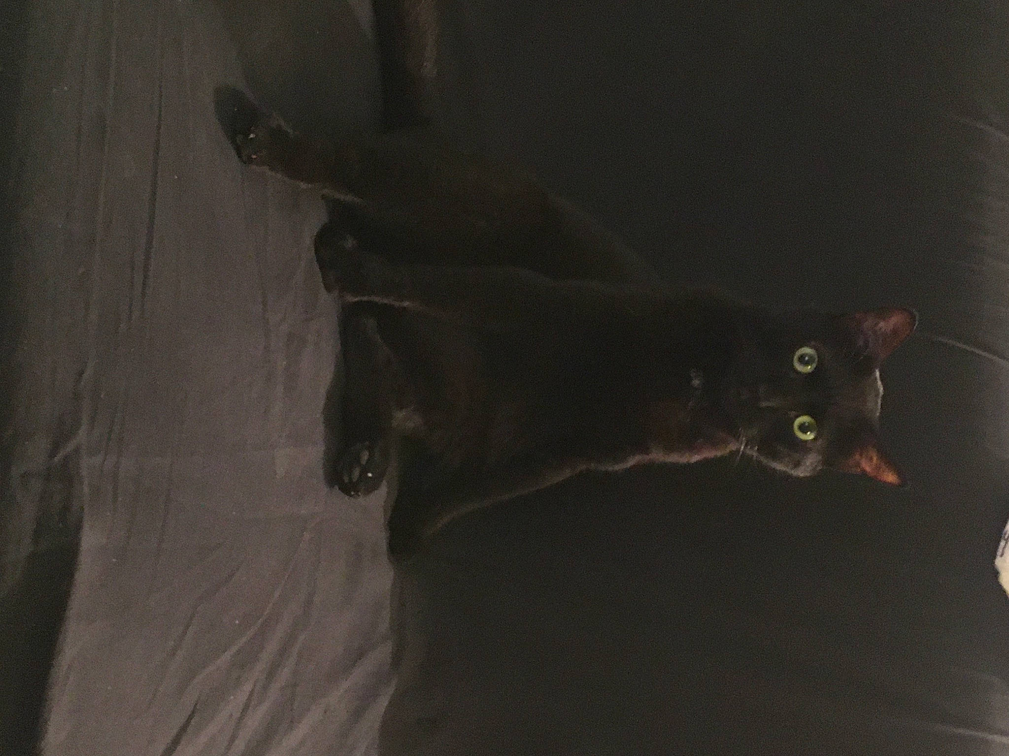 Boubou a rejoint le concours — aidez-le/la à gagner de superbes lots ! black_cat, brown, carnivore, cat, darkness, dog_breed, domestic_short_haired_cat, felidae, flooring, fur, grey, hardwood, shadow, small_to_medium_sized_cats, snout, tail, terrestrial_animal, tints_and_shades, whiskers, wood