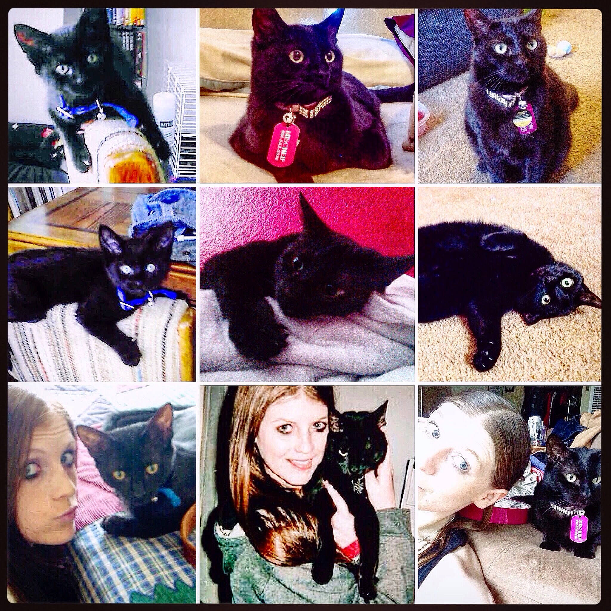 Mischeif joined the competition — help win amazing prizes! black_cat, cat, cat_like_mammal, collage, joy, kitten, person, shoe, small_to_medium_sized_cats, square, whiskers