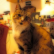Leo joined the competition — help win amazing prizes! cat, tabby, indoor, lamp, desk, clutter, furniture, warm_light, feline, pet, household, cozy, soft_light, portrait, whiskers, ears, fur, domestic, curious, seated