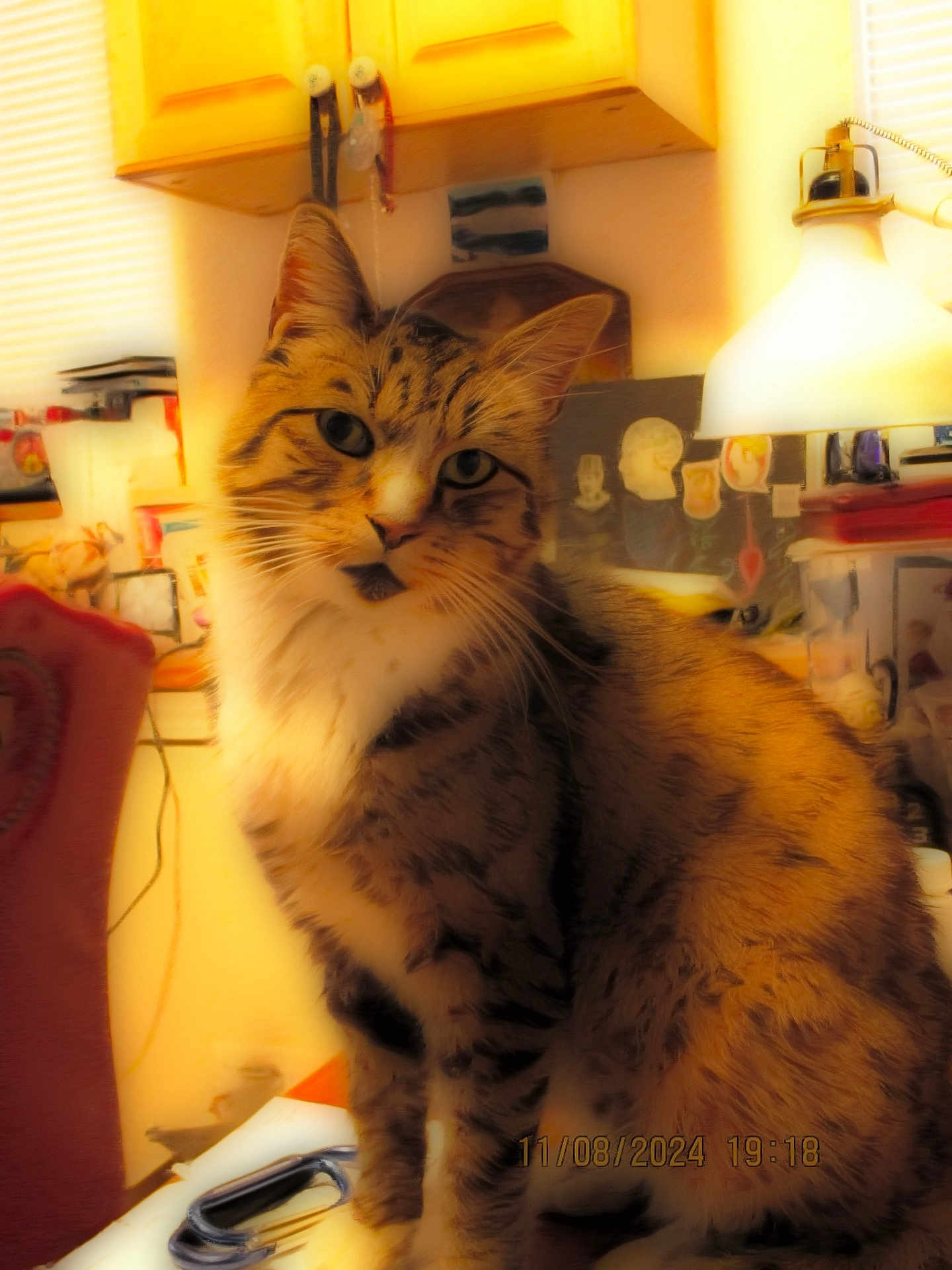 Leo joined the competition — help win amazing prizes! cat, tabby, indoor, lamp, desk, clutter, furniture, warm_light, feline, pet, household, cozy, soft_light, portrait, whiskers, ears, fur, domestic, curious, seated