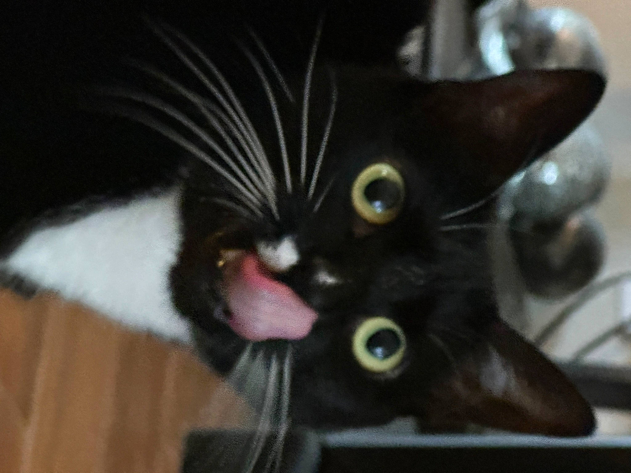 Boo is registered to the contest to win money with this photo: black_cat, carnivore, cat, claw, domestic_short_haired_cat, ear, fang, felidae, fur, paw, plant, small_to_medium_sized_cats, snout, tail, whiskers