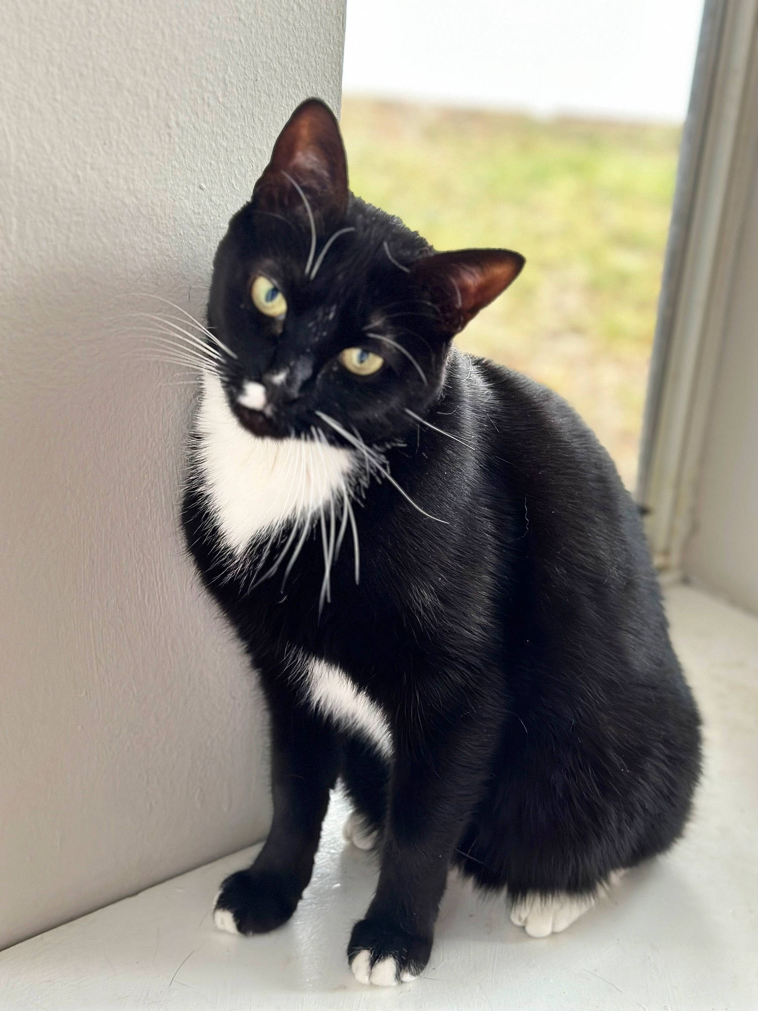 Boo joined the competition — help win amazing prizes! black_cat, bombay, carnivore, cat, claw, domestic_short_haired_cat, eye, felidae, foot, fur, grey, monochrome_photography, paw, sitting, small_to_medium_sized_cats, snout, tail, terrestrial_animal, whiskers, window