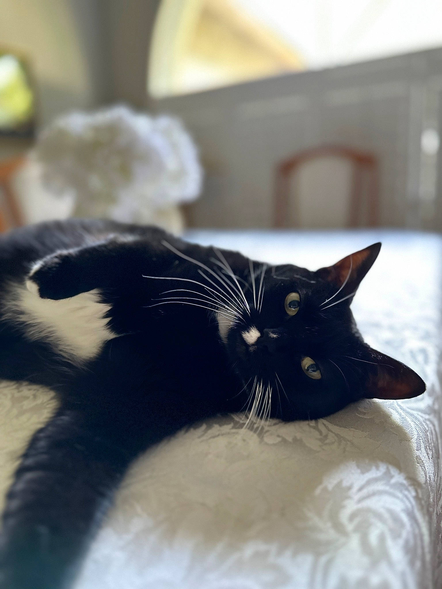 Boo is registered to the contest to win money with this photo: black_cat, carnivore, cat, claw, comfort, domestic_short_haired_cat, felidae, flooring, fur, monochrome, monochrome_photography, paw, small_to_medium_sized_cats, snout, tail, whiskers, window