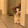 Kyo participe au concours pour gagner de l'argent avec cette photo : cat, kitten, indoor, curious, peeking, door, floor, tile, white, gray, pink_nose, ears, whiskers, paws, pet, animal, cute, portrait, home, soft_light