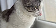 Kyo a rejoint le concours — aidez-le/la à gagner de superbes lots ! cat, feline, pet, window, indoor, curious, gray_and_white, whiskers, close_up, soft_light, domestic_animal, sitting, side_view, fur, animal, looking_out, natural_light, quiet, peaceful, cute