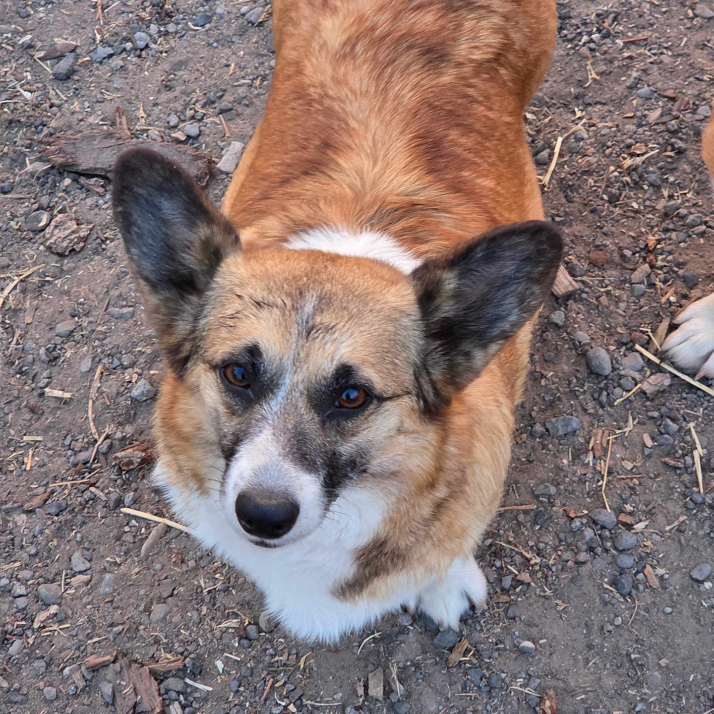 Baby Bell is registered to the contest to win money with this photo: animal, brown_fur, canine, companion, curious, dirt, dog, ears, eyes, face, friendly, fur, ground, looking_up, mammal, nature, outdoor, pet, rocks, white_fur