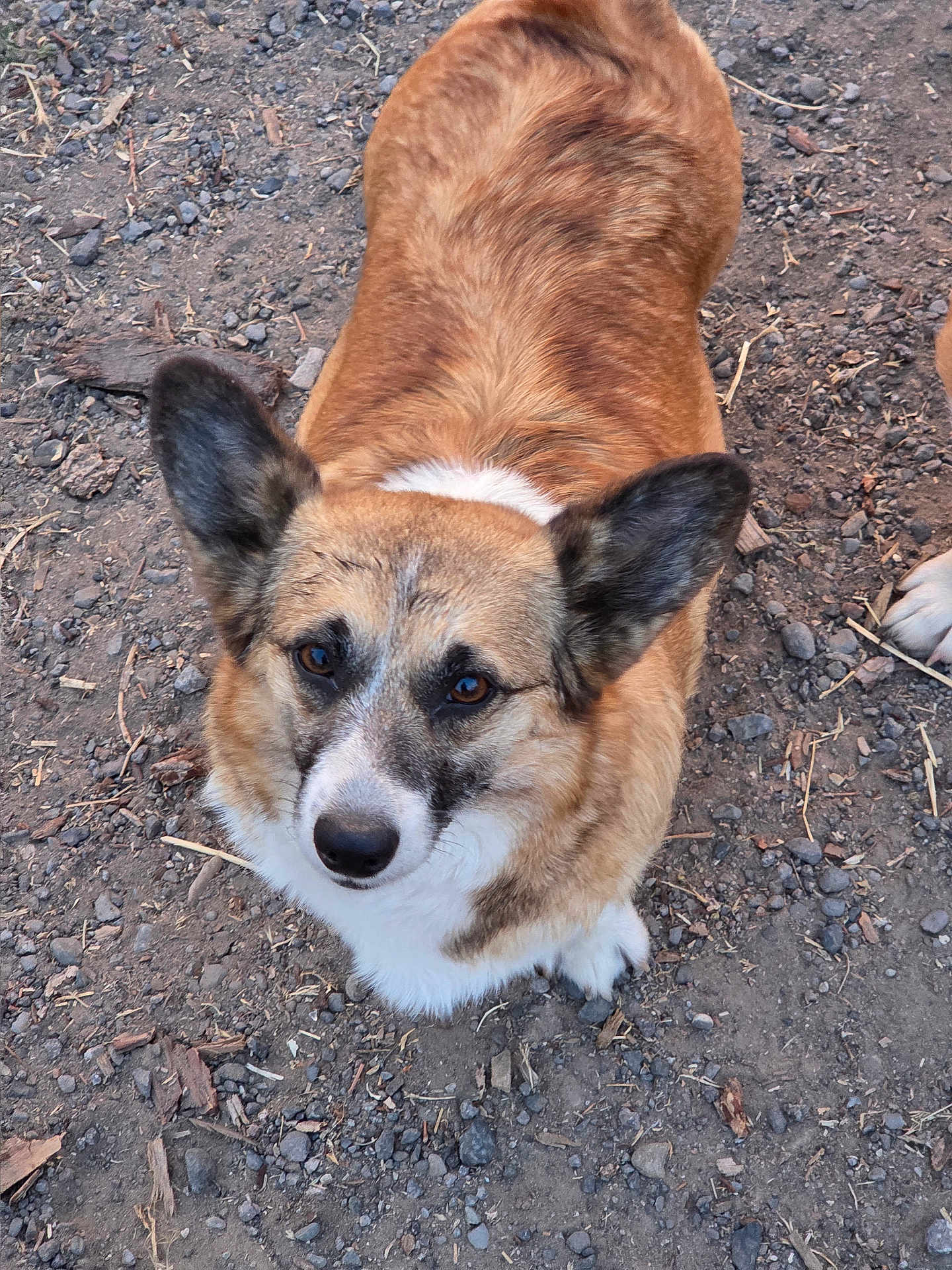 Baby Bell is registered to the contest to win money with this photo: dog, canine, pet, animal, outdoor, ears, fur, brown_fur, white_fur, face, eyes, ground, rocks, dirt, looking_up, mammal, companion, friendly, curious, nature