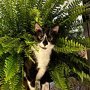 Nala is registered to the contest to win money with this photo: cat, tuxedo_cat, plant, fern, greenery, indoor, curious, pet, animal, nature, leaf, cute, whiskers, black_and_white, fur, eyes, closeup, shelf, home, background