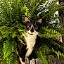 cat, tuxedo_cat, plant, fern, greenery, indoor, curious, pet, animal, nature, leaf, cute, whiskers, black_and_white, fur, eyes, closeup, shelf, home, background