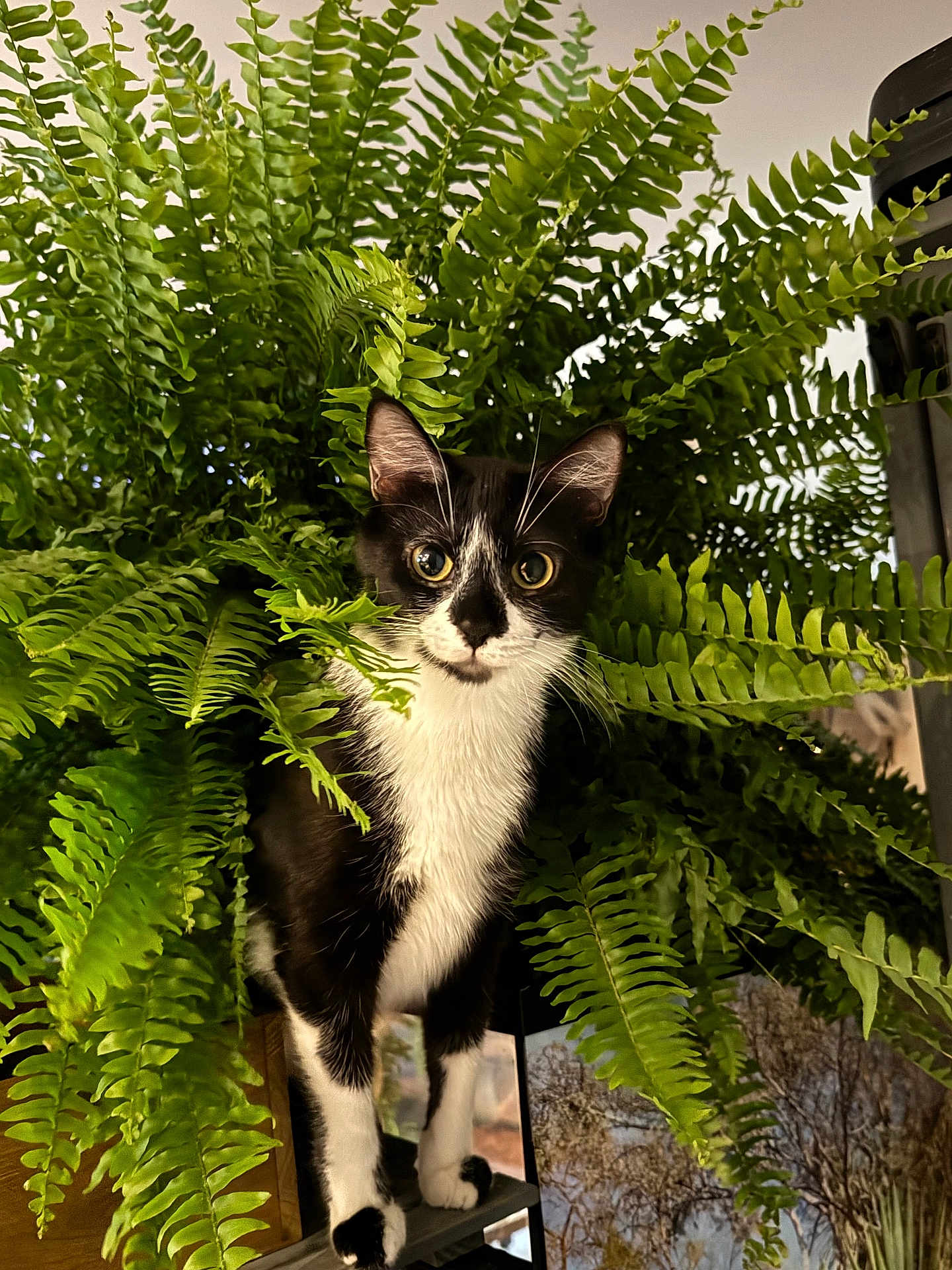 Nala