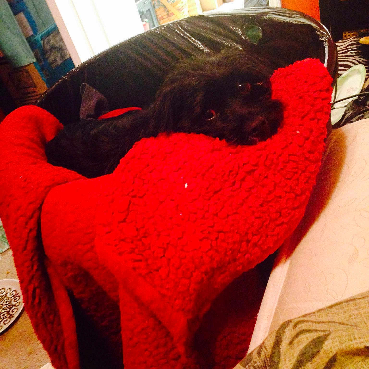 Midnight is registered to the contest to win money with this photo: