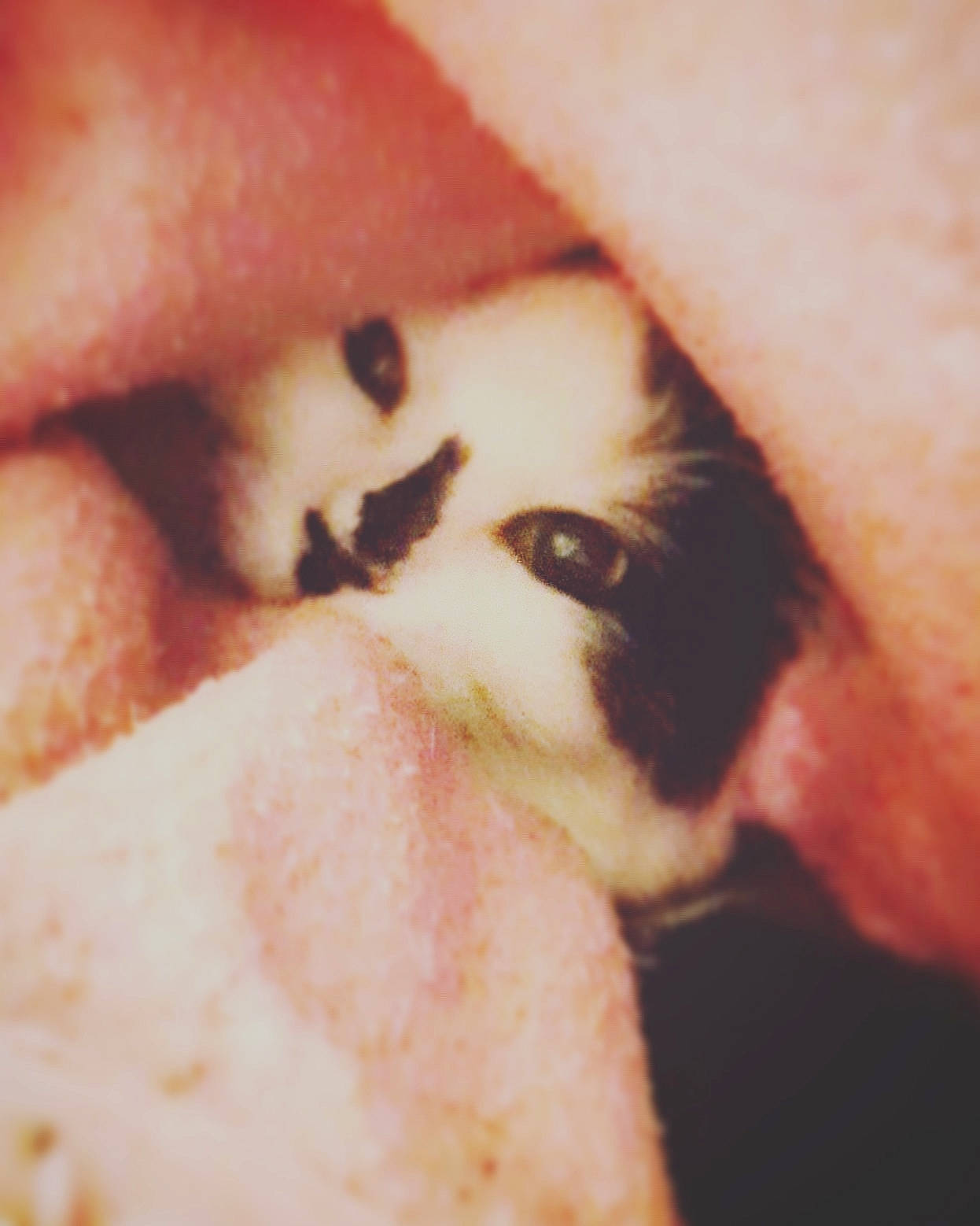 Némo a rejoint le concours — aidez-le/la à gagner de superbes lots ! cat, cheek, close_up, ear, felidae, flesh, jaw, lip, mouth, nose, organ, skin, small_to_medium_sized_cats, snout, tooth, whiskers