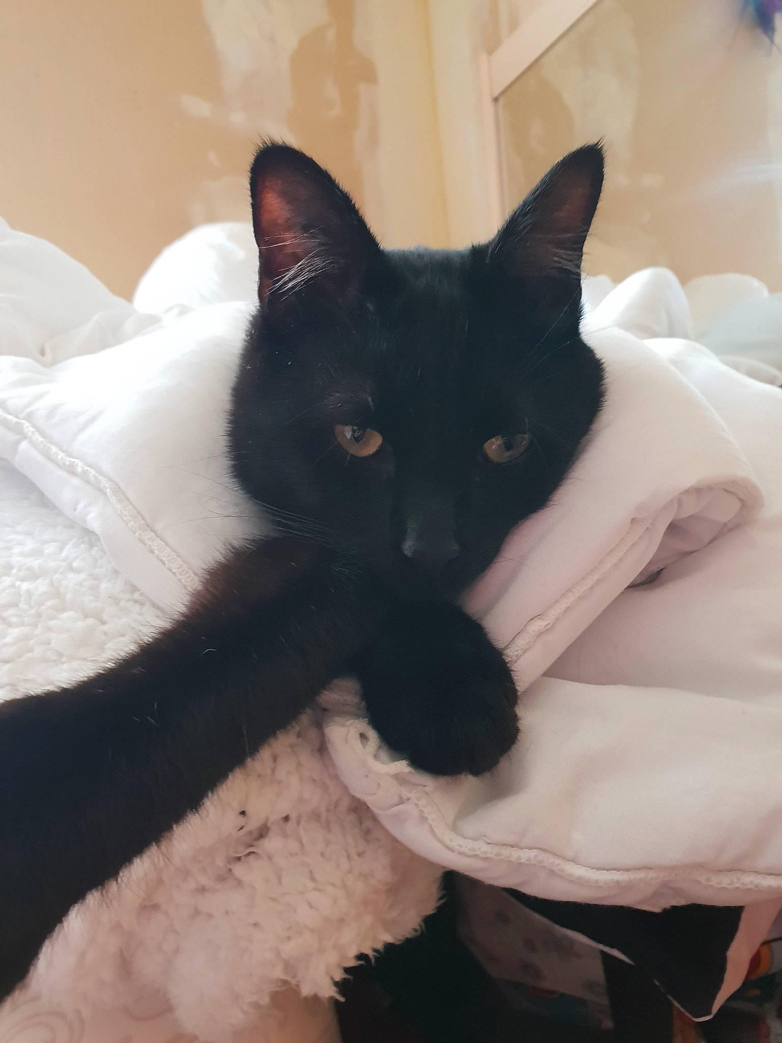 Melow participe au concours pour gagner de l'argent avec cette photo : black, black_cat, bombay, burmese, carnivore, cat, felidae, havana_brown, javanese, kitten, mammal, small_to_medium_sized_cats, snout, tail, vertebrate, whiskers