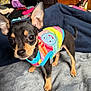 dog, puppy, small_dog, colorful_sweater, blanket, indoor, pet, ears, fur, cute, standing, eyes, animal, canine, domestic_animal, young_dog, black_and_tan, short_hair, adorable, playful