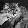 Oggy a rejoint le concours — aidez-le/la à gagner de superbes lots ! cat, fluffy, pet, animal, hand, scratching, fur, whiskers, black_and_white, portrait, close_up, indoor, feline, cute, domestic_animal, expression, ring, nail, long_hair, relaxed