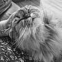 Oggy a rejoint le concours — aidez-le/la à gagner de superbes lots ! cat, fluffy, pet, close_up, whiskers, sleepy, relaxed, hand, head_scratch, fur, animal, indoor, cozy, patterned_clothing, comfort, face, cute, domestic_cat, mammal, resting