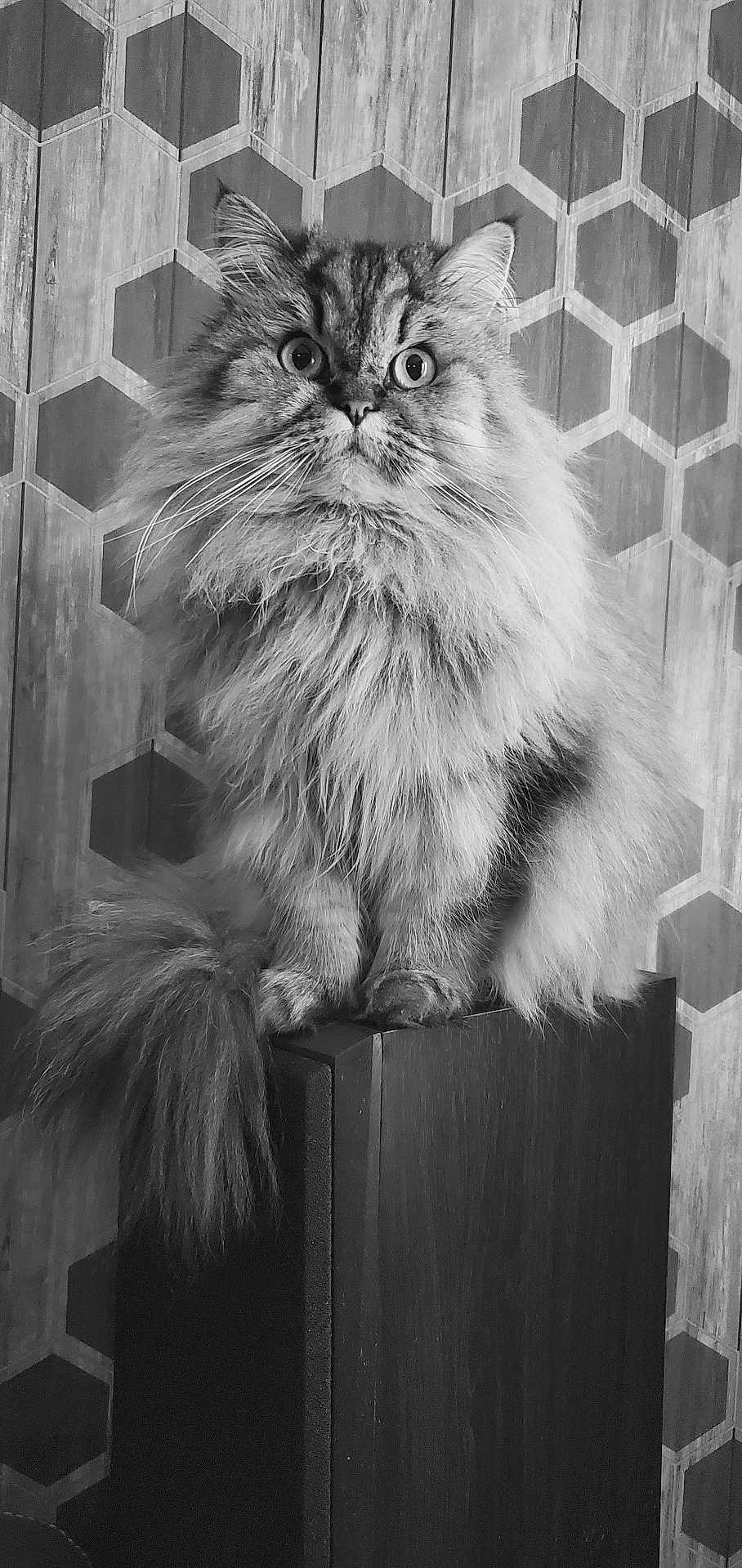 Oggy participe au concours pour gagner de l'argent avec cette photo : cat, fluffy, long_hair, sitting, speaker, indoor, pet, wide_eyes, portrait, black_and_white, feline, whiskers, tail, fur, animal, patterned_wall, hexagon_pattern, wood, texture, closeup