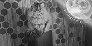 Oggy participe au concours pour gagner de l'argent avec cette photo : cat, fluffy_cat, speaker, vintage_lamp, wooden_wall, hexagonal_pattern, indoor, pet, furniture, lighting, spotlight, interior, decor, animal, feline, cozy, black_and_white, portrait, sitting, fur