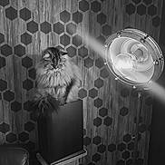 Oggy a rejoint le concours — aidez-le/la à gagner de superbes lots ! cat, fluffy, pedestal, lamp, floor_lamp, light_bulb, wooden_wall, honeycomb_pattern, black_and_white, indoor, furniture, cozy, decor, pet, animal, sitting, portrait, soft_light, vintage, shadow