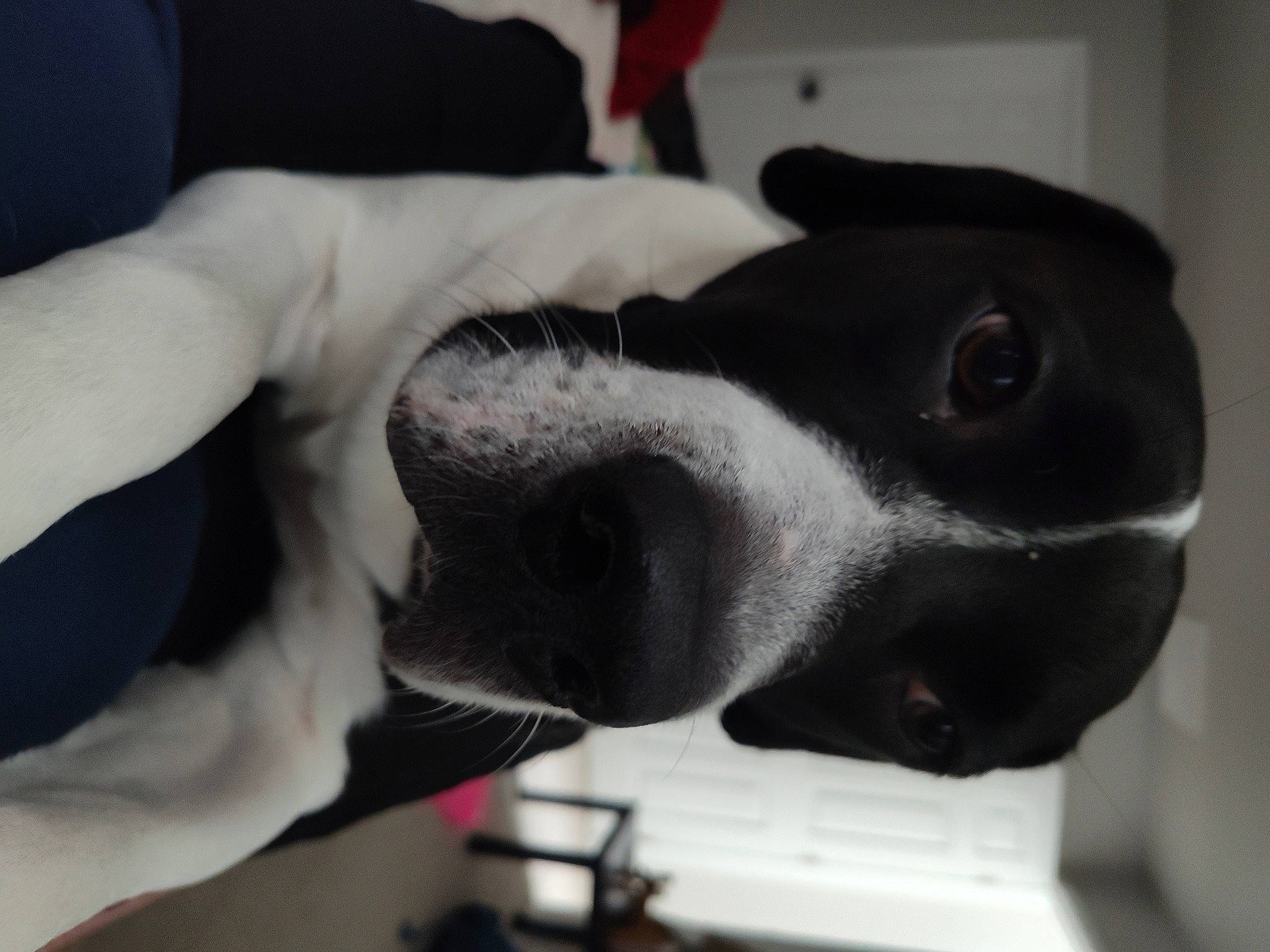 Chewy is registered to the contest to win money with this photo: art, audio_equipment, canidae, carnivore, companion_dog, dog, dog_breed, elbow, eye, finger, fur, gesture, grey, hand, personal_protective_equipment, snout, sporting_group, whiskers, working_animal, wrist