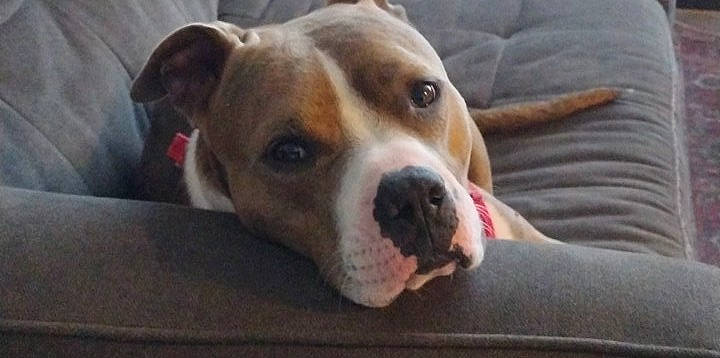 Capone is registered to the contest to win money with this photo: bored, canidae, carnivore, collar, companion_dog, dog, dog_breed, dog_supply, fawn, fur, non_sporting_group, pet_supply, snout, sporting_group, terrestrial_animal, whiskers, working_animal, working_dog