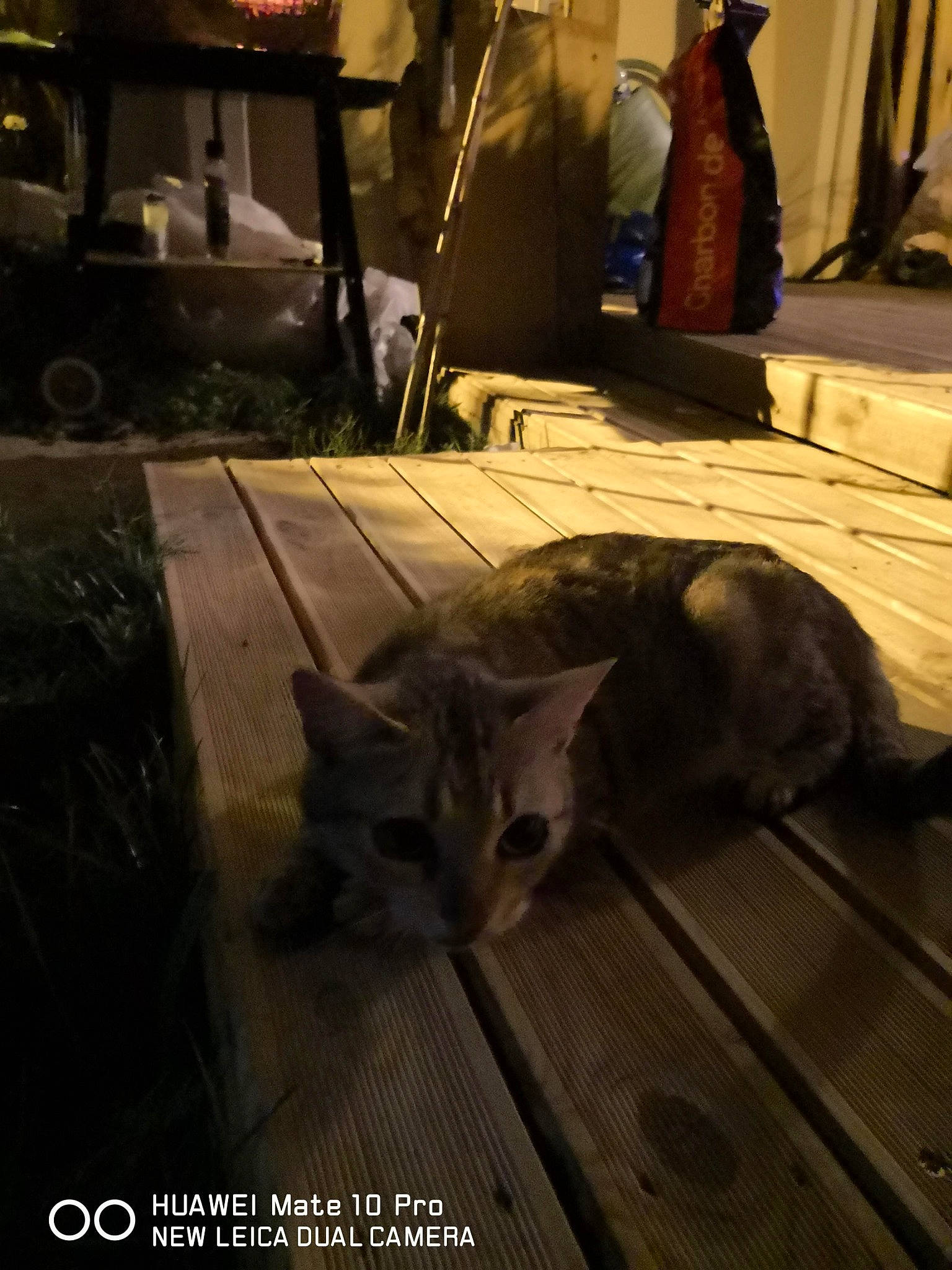 Grenadine a rejoint le concours — aidez-le/la à gagner de superbes lots ! backpack, bag, carnivore, cat, comfort, darkness, domestic_short_haired_cat, felidae, floor, flooring, fur, hardwood, linens, luggage_and_bags, metal, room, small_to_medium_sized_cats, tail, whiskers, wood