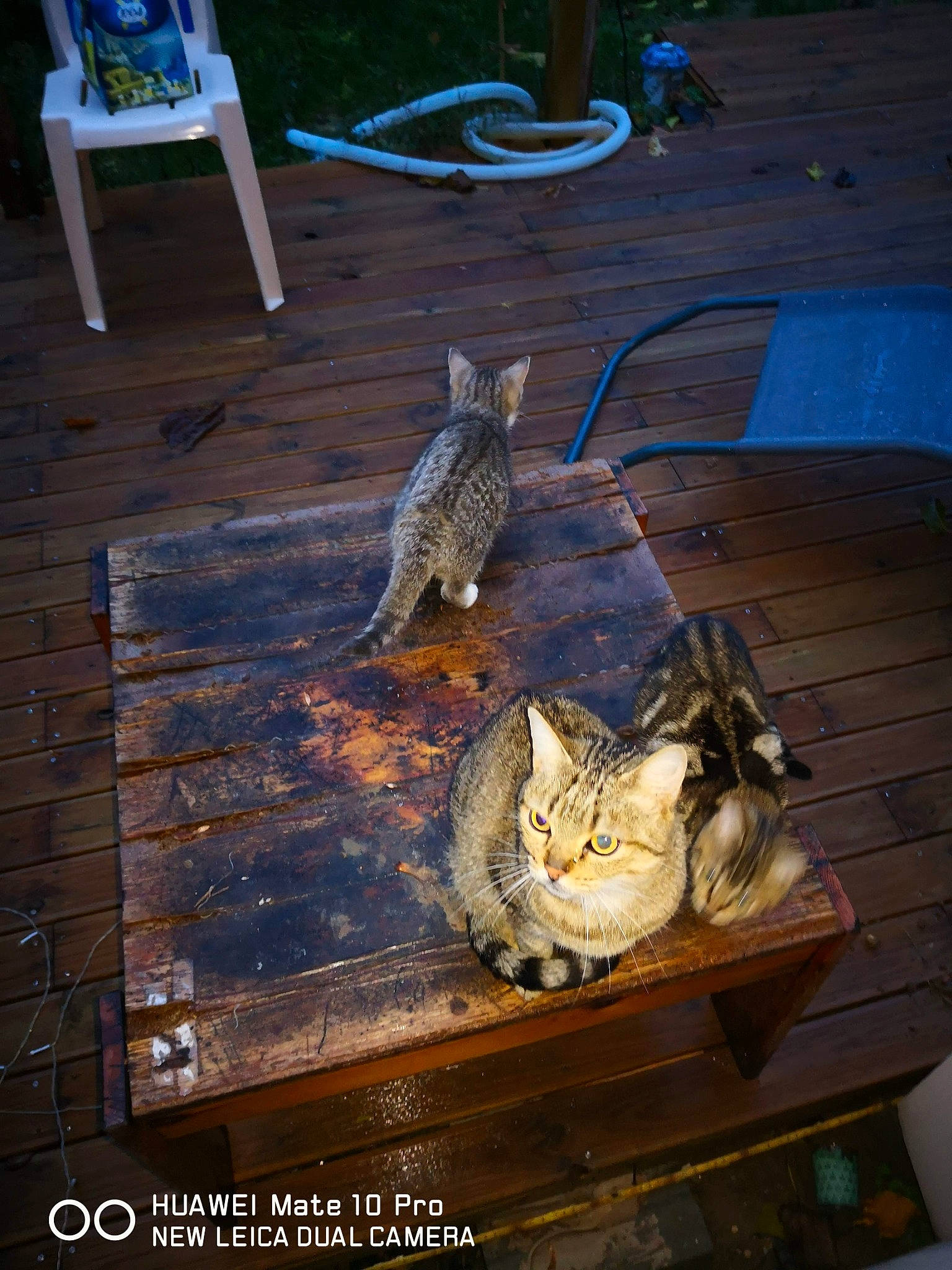 Grenadine a rejoint le concours — aidez-le/la à gagner de superbes lots ! carnivore, cat, domestic_short_haired_cat, fawn, felidae, flooring, fur, hardwood, plant, rectangle, small_to_medium_sized_cats, tail, tree, vertebrate, whiskers, wildlife, wood, wood_stain