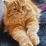 Tiber participe au concours pour gagner de l'argent avec cette photo : cat, orange_cat, fluffy, pet, animal, feline, close_up, relaxed, paws, fur, whiskers, indoor, cozy, blanket, resting, cute, sleepy, soft, domestic_cat, portrait
