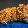 Tiber participe au concours pour gagner de l'argent avec cette photo : cat, orange_cat, fluffy, pet, animal, indoor, resting, cushion, glasses, blue_quilt, feline, fur, relaxed, portrait, domestic_cat, cute, closeup, home, laying, cozy