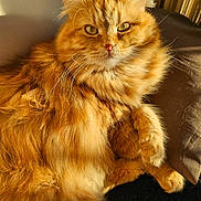 Tiber participe au concours pour gagner de l'argent avec cette photo : cat, orange_cat, fluffy, long_hair, pet, animal, feline, resting, cushion, indoors, sunlight, warm_light, whiskers, ears, eyes, fur, relaxed, cozy, portrait, close_up