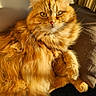 cat, orange_cat, fluffy, long_hair, pet, animal, feline, resting, cushion, indoors, sunlight, warm_light, whiskers, ears, eyes, fur, relaxed, cozy, portrait, close_up