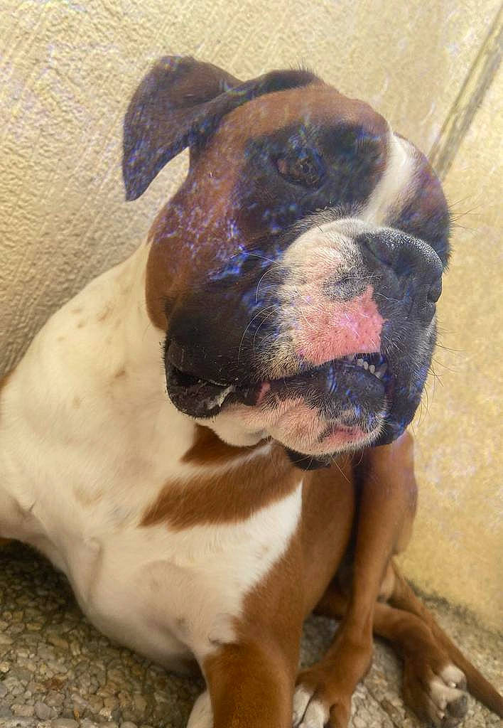 Saro a rejoint le concours — aidez-le/la à gagner de superbes lots ! ancient_dog_breeds, boxer, bulldog, canidae, carnivore, companion_dog, dog, dog_breed, fawn, giant_dog_breed, liver, molosser, paw, snout, sporting_group, terrestrial_animal, whiskers, working_animal, working_dog, wrinkle