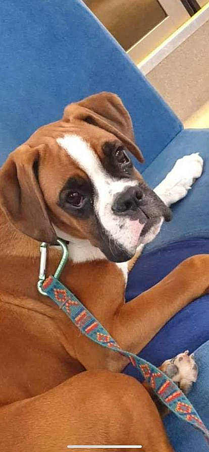 Saro participe au concours pour gagner de l'argent avec cette photo : bored, boxer, canidae, carnivore, collar, comfort, companion_dog, dog, dog_breed, dog_collar, dog_supply, fawn, non_sporting_group, paw, snout, sporting_group, working_animal, working_dog, wrinkle