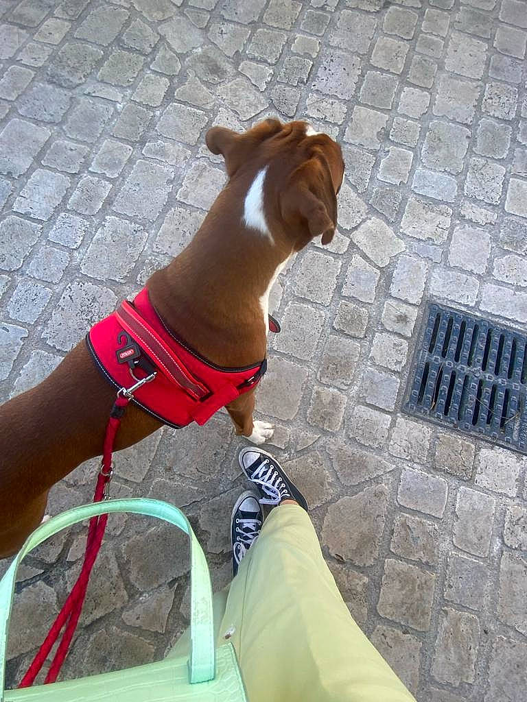 Saro participe au concours pour gagner de l'argent avec cette photo : canidae, carnivore, collar, companion_dog, dog, dog_breed, dog_collar, dog_supply, fawn, human_leg, knee, leash, liver, non_sporting_group, pet_supply, snout, sporting_group, tail, thigh, working_animal