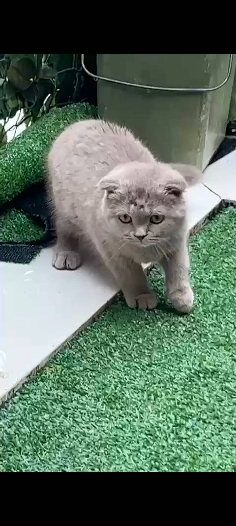 Bidou participe au concours pour gagner de l'argent avec cette photo : british_longhair, canidae, carnivore, cat, claw, domestic_short_haired_cat, felidae, fur, grass, green, groundcover, paw, plant, small_to_medium_sized_cats, snout, tail, terrestrial_animal, whiskers