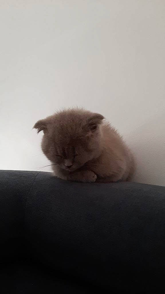 Bidou a rejoint le concours — aidez-le/la à gagner de superbes lots ! carnivore, cat, comfort, ear, fawn, felidae, fur, grey, monochrome_photography, small_to_medium_sized_cats, snout, tail, terrestrial_animal, whiskers