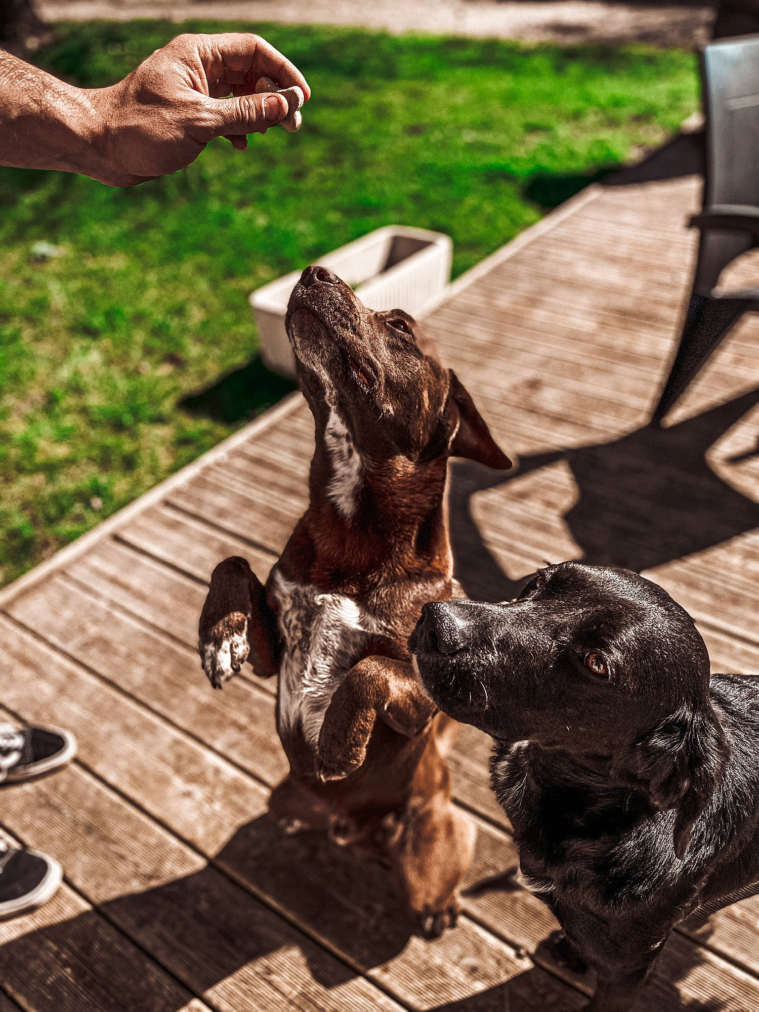 Marley participe au concours pour gagner de l'argent avec cette photo : canidae, carnivore, dog, dog_breed, fila_brasileiro, german_shorthaired_pointer, guard_dog, pointer, sculpture, sporting_group, statue, working_dog