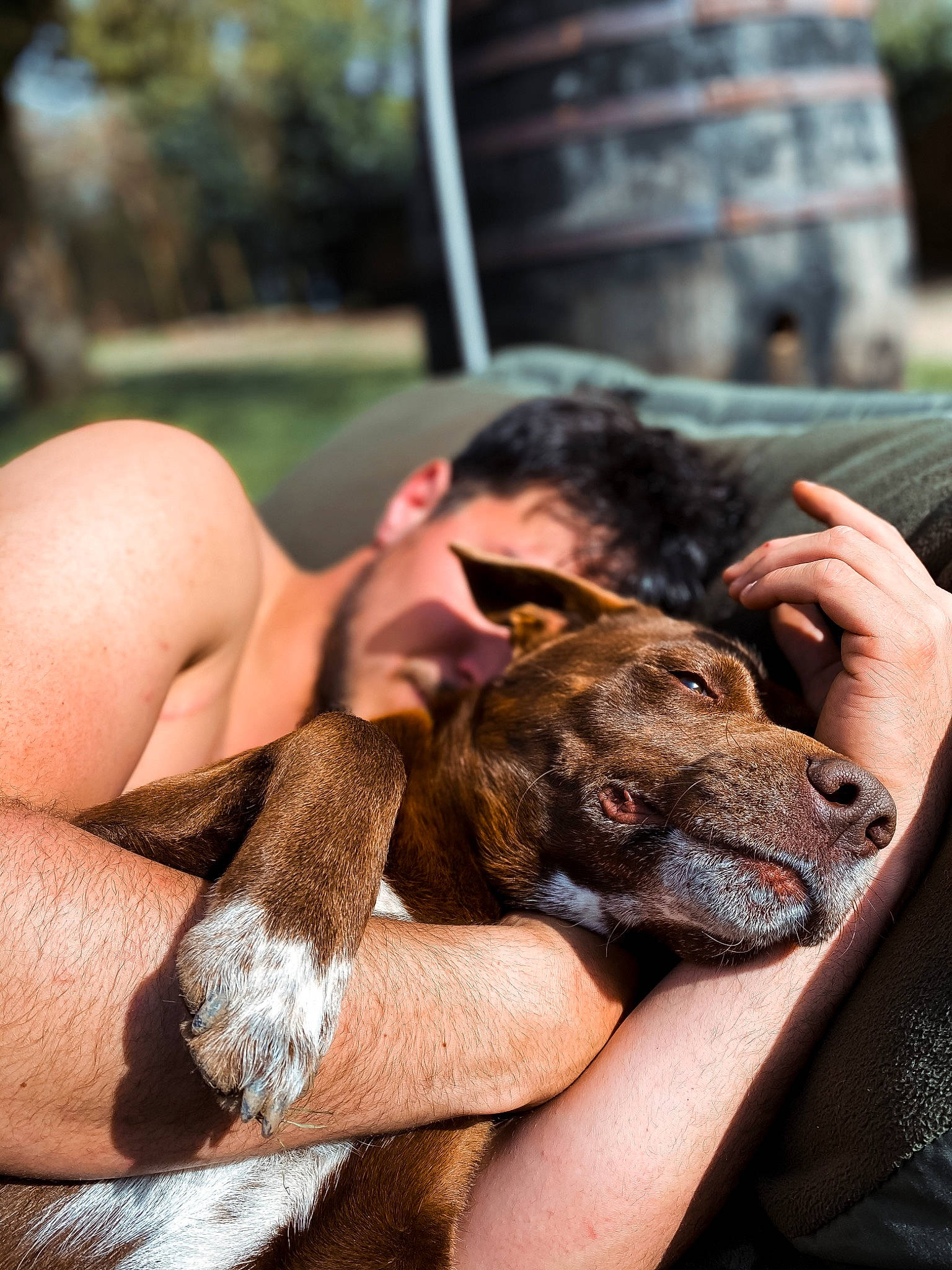 Marley participe au concours pour gagner de l'argent avec cette photo : american_pit_bull_terrier, boxer, canidae, carnivore, dog, dog_breed, ear, fawn, great_dane, hand, non_sporting_group, puppy, snout, sporting_group