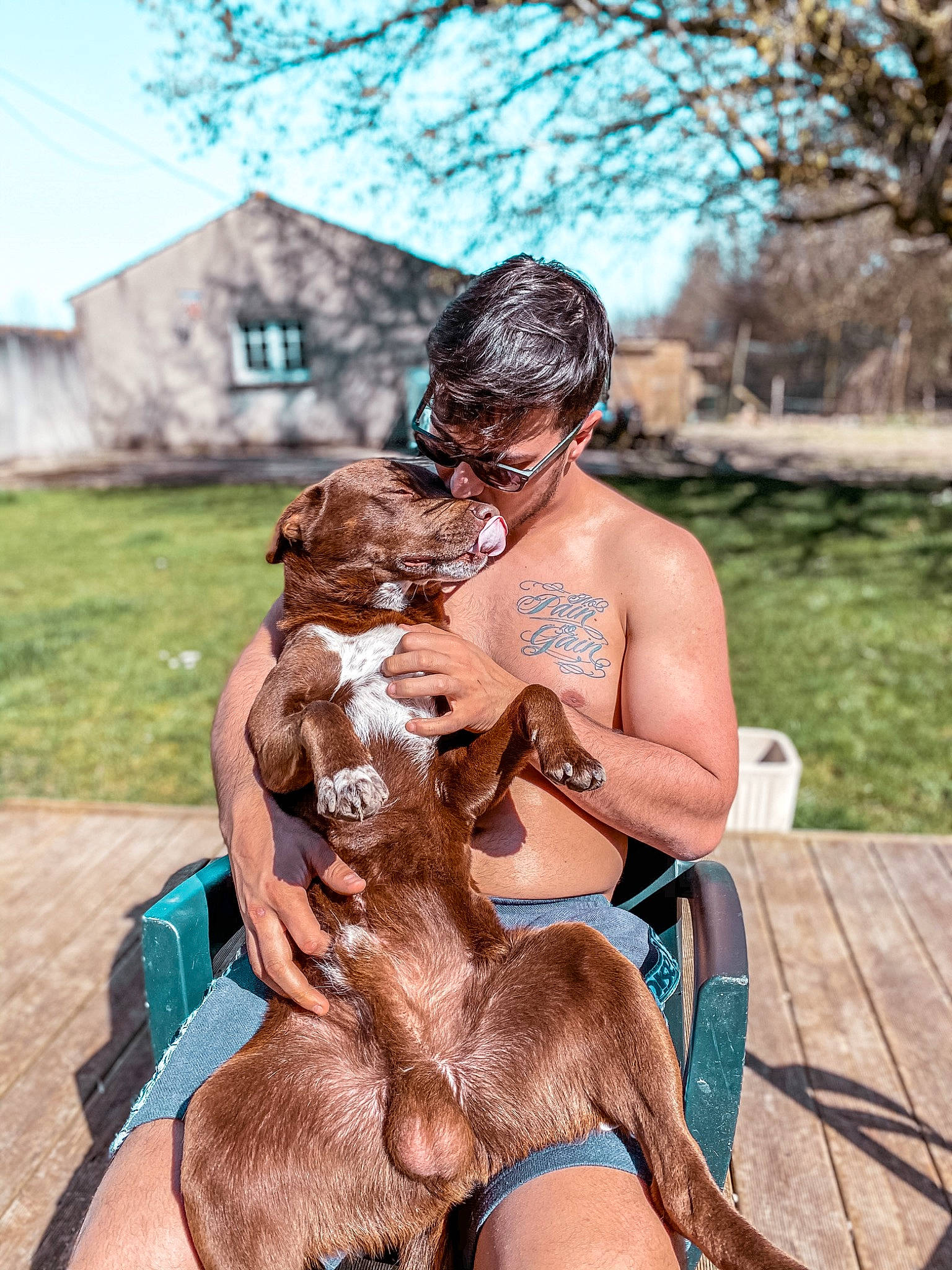 Marley participe au concours pour gagner de l'argent avec cette photo : american_pit_bull_terrier, bullmastiff, canidae, carnivore, dog, dog_breed, fawn, muscle, sporting_group